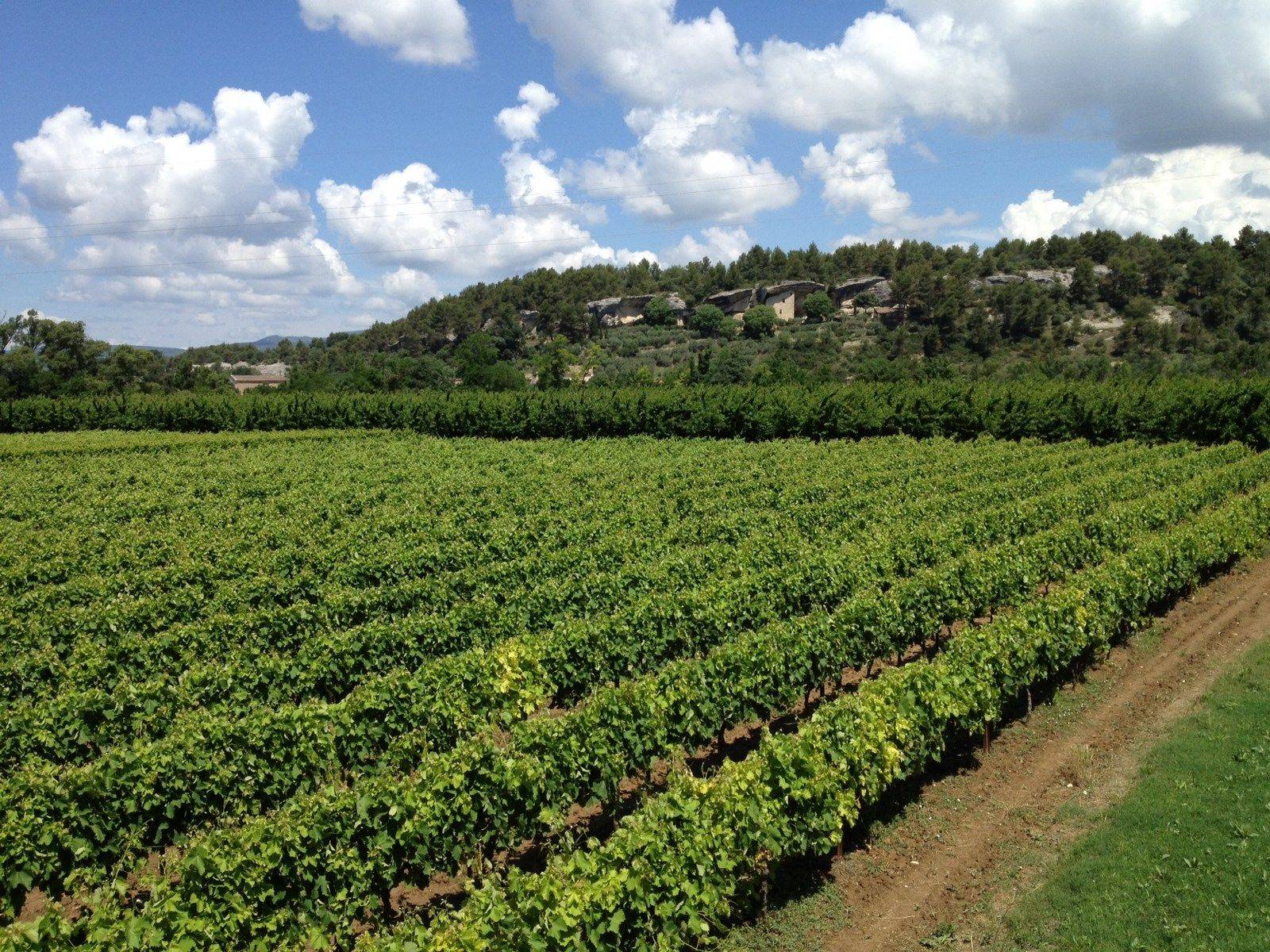 Country House for sale in Menerbes with a vineyard and olive trees