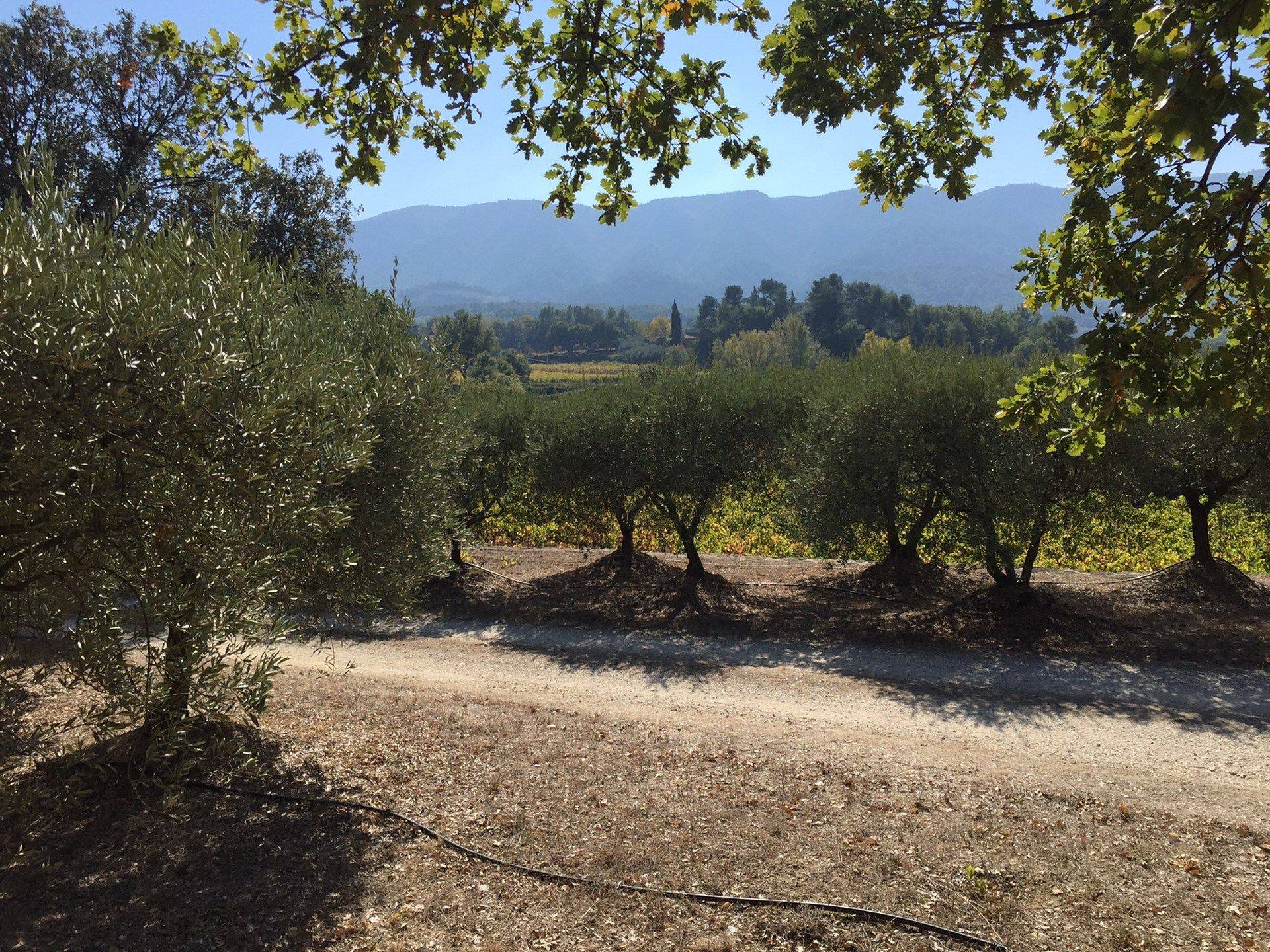  Luberon estate
