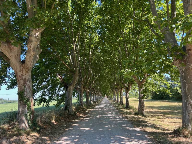 luxury estate Avignon